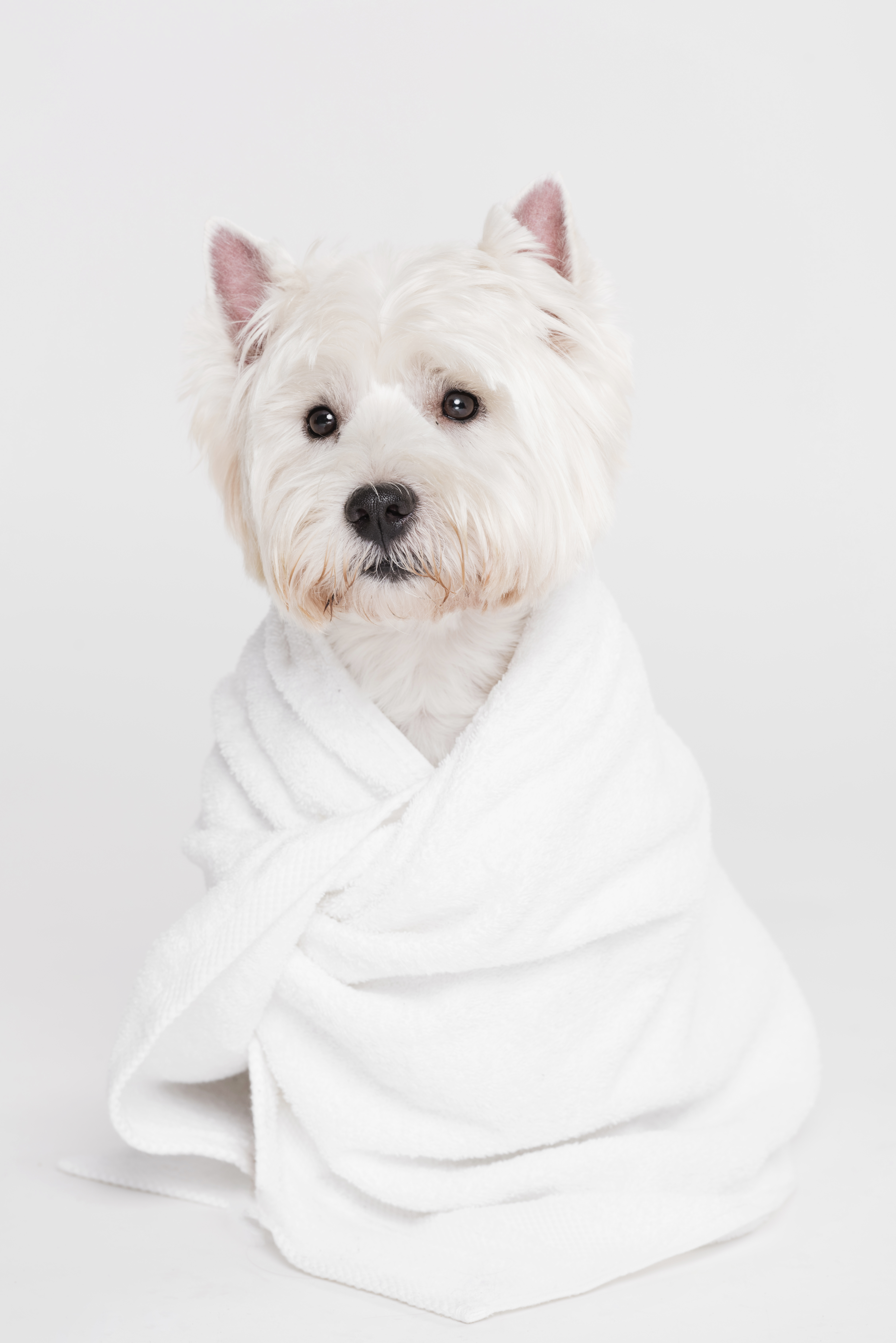 white dog in a robe