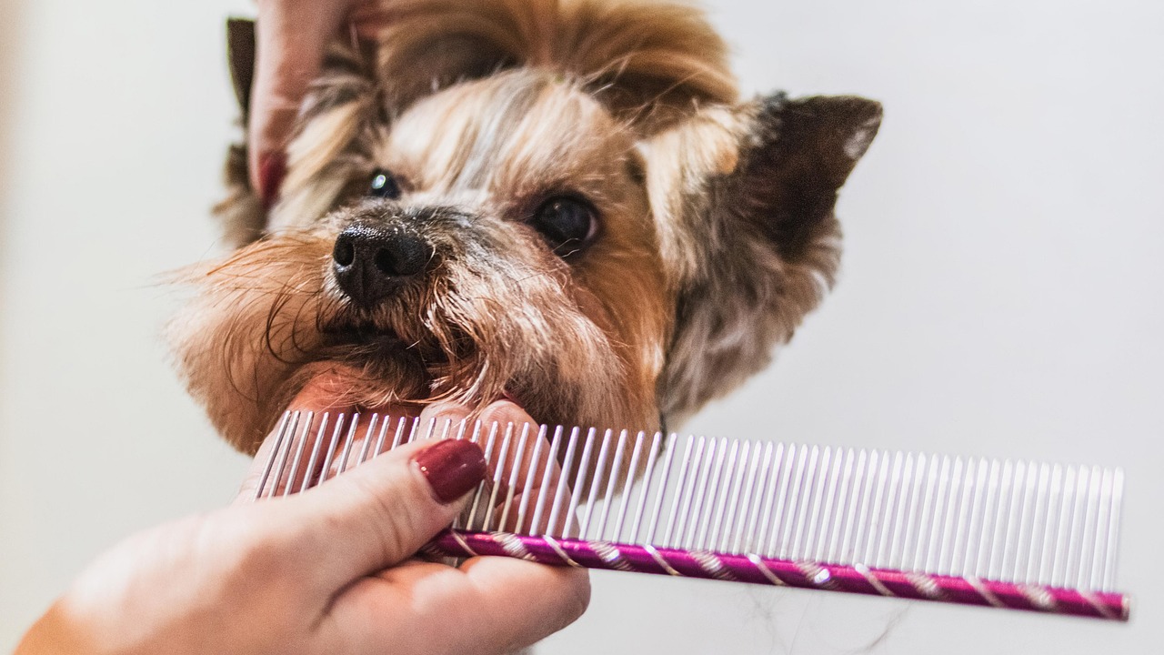 dog getting brushed with comb
