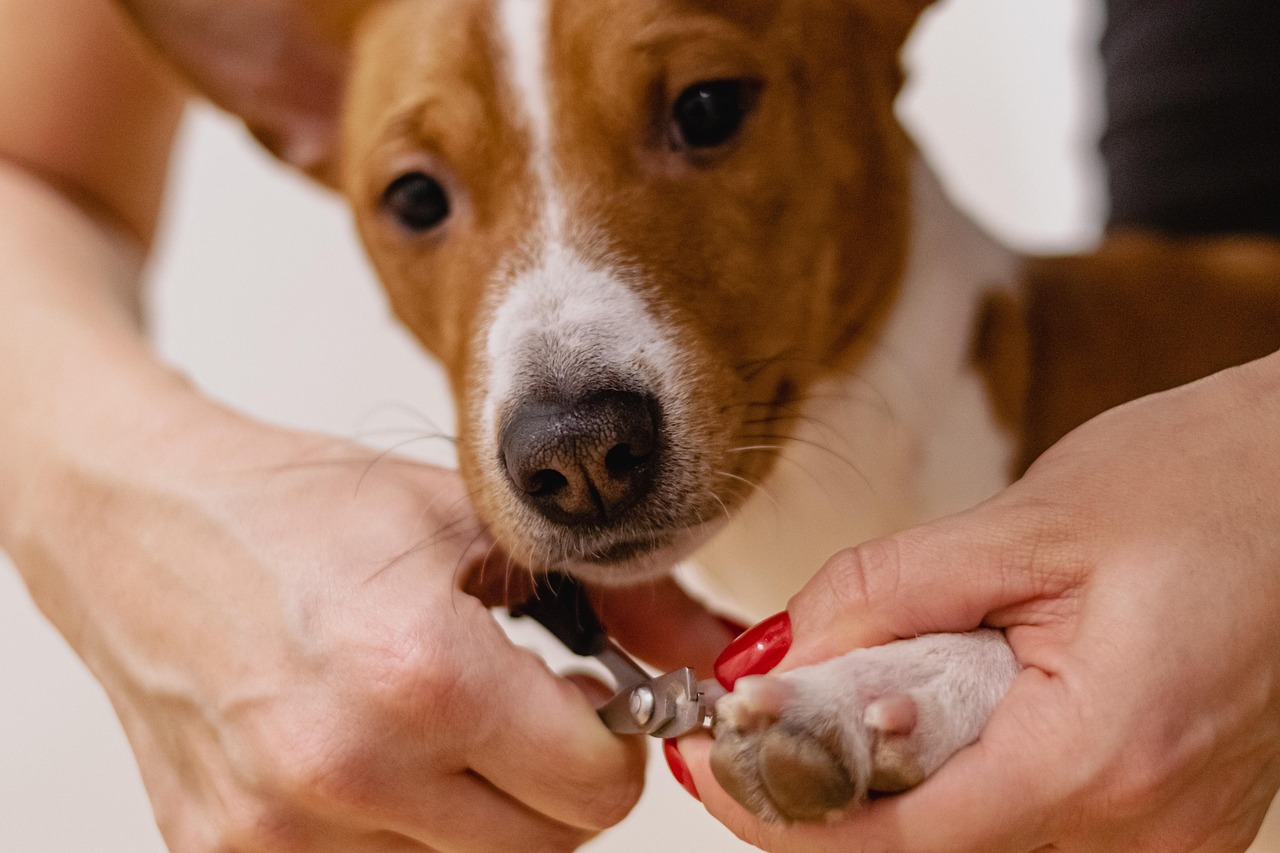 dog getting nails cut