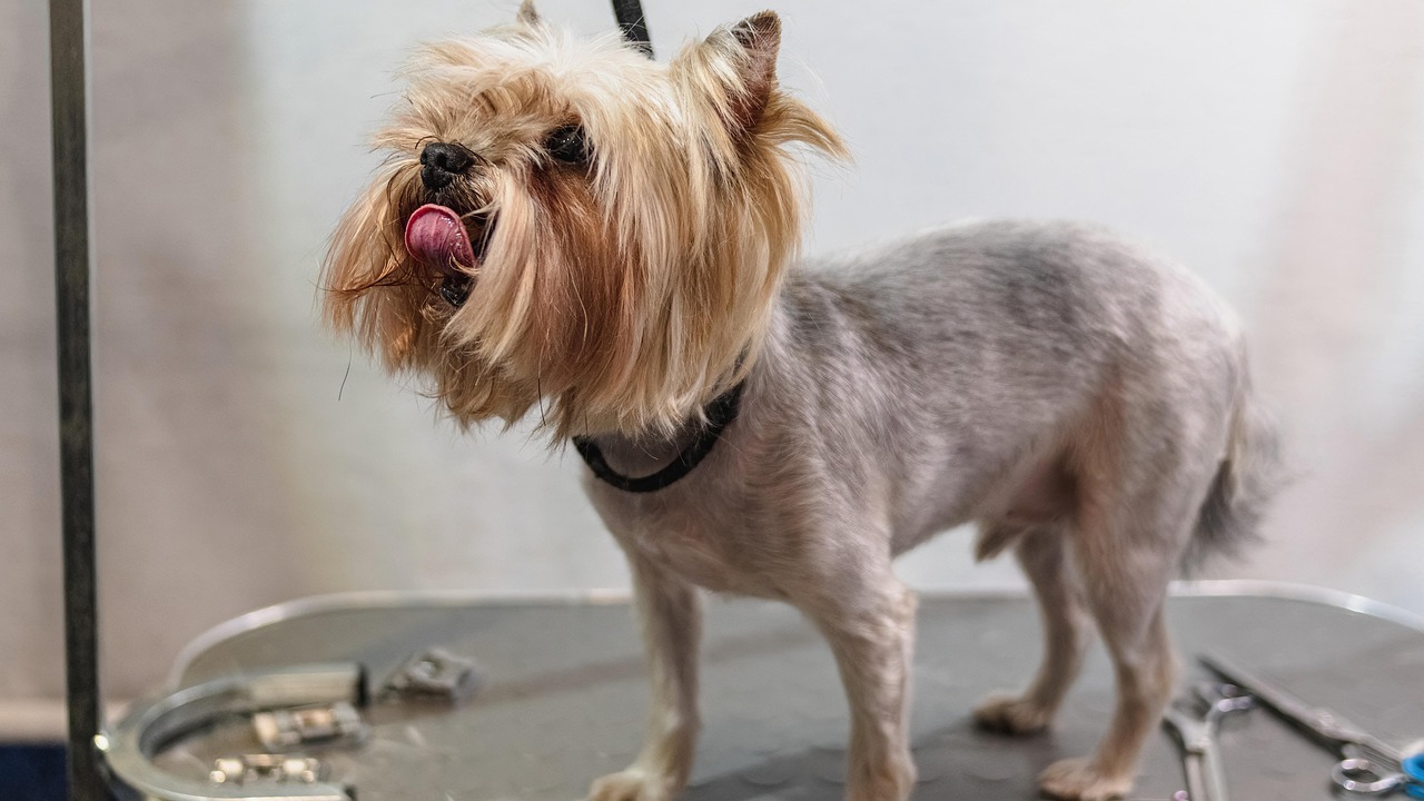 Dog getting shaved