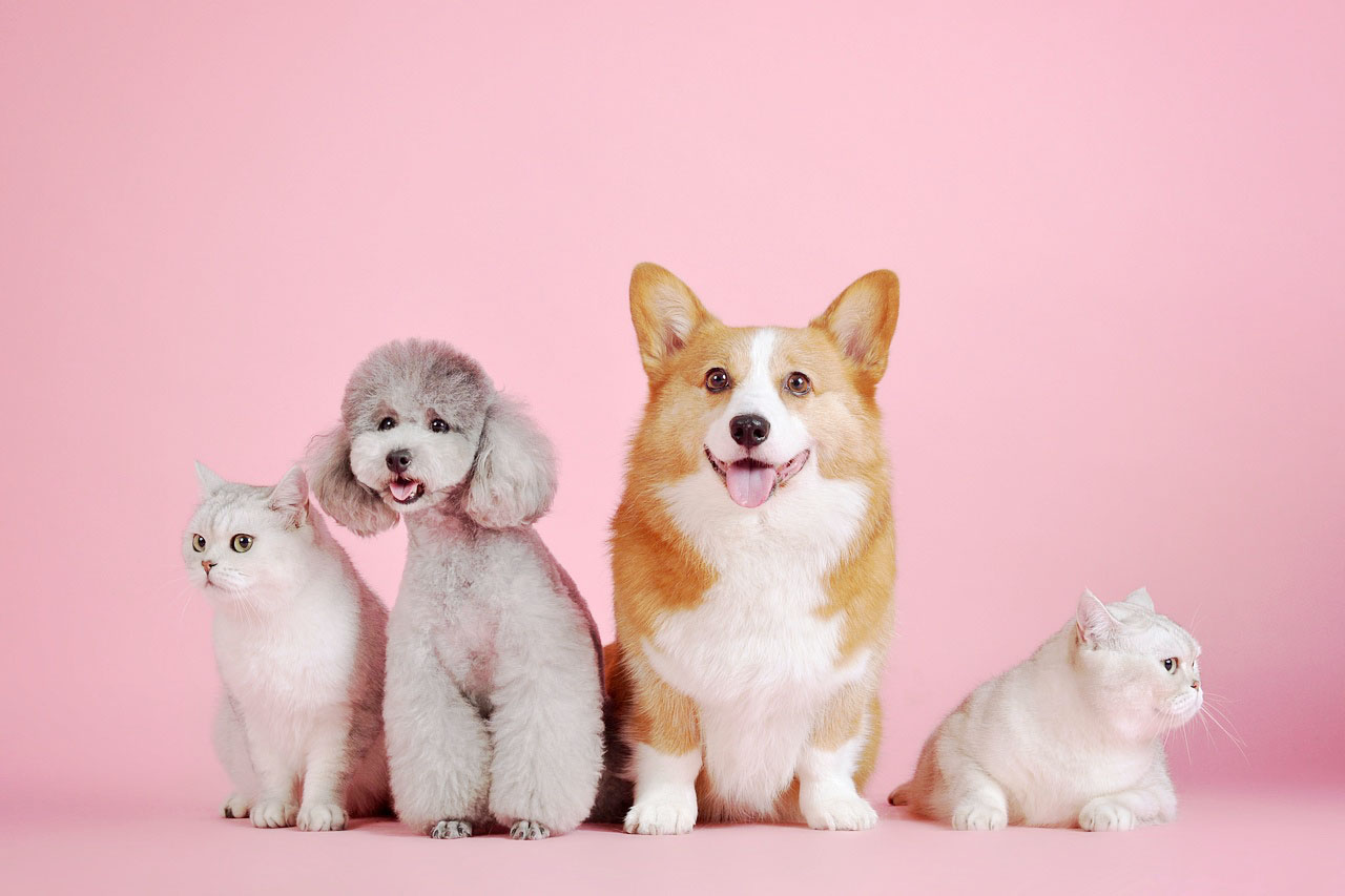 dogs and cats