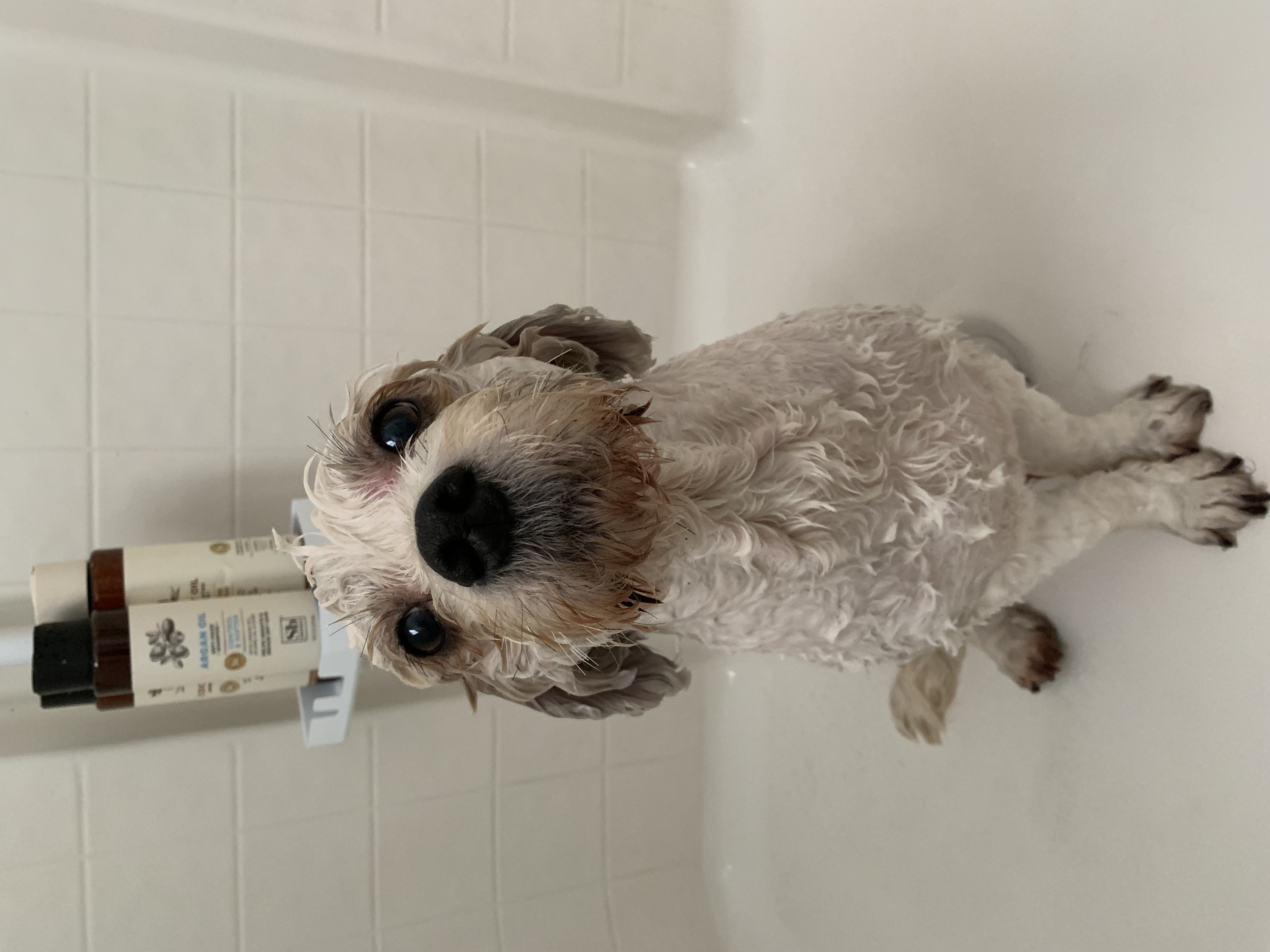 Small dog getting a haircut