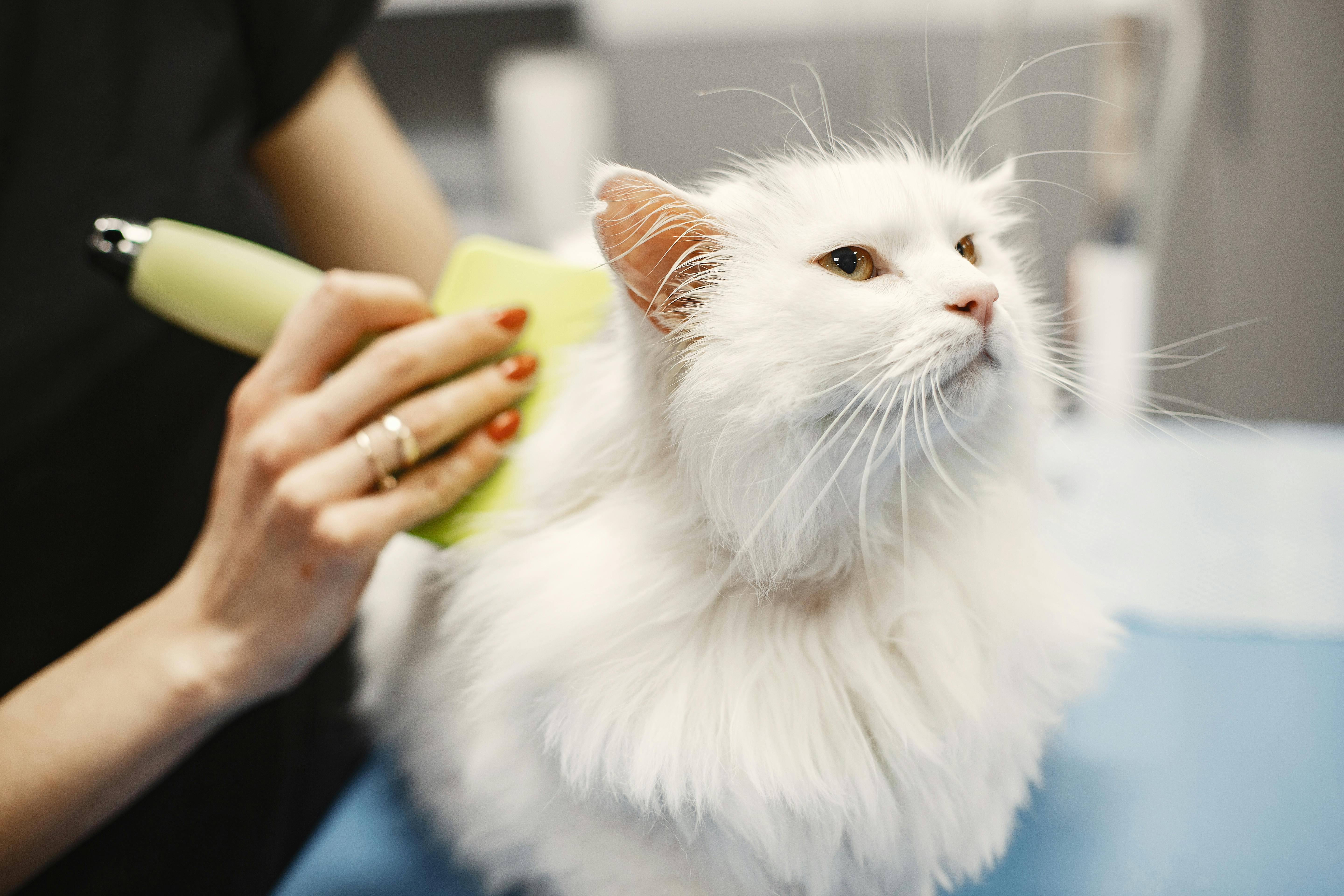 Cat getting a haircut