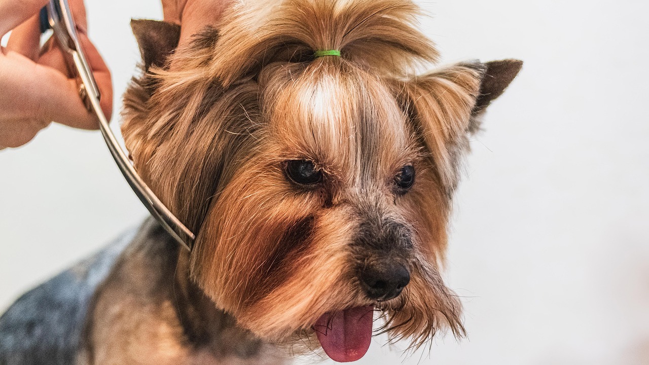 small dog getting a haircut