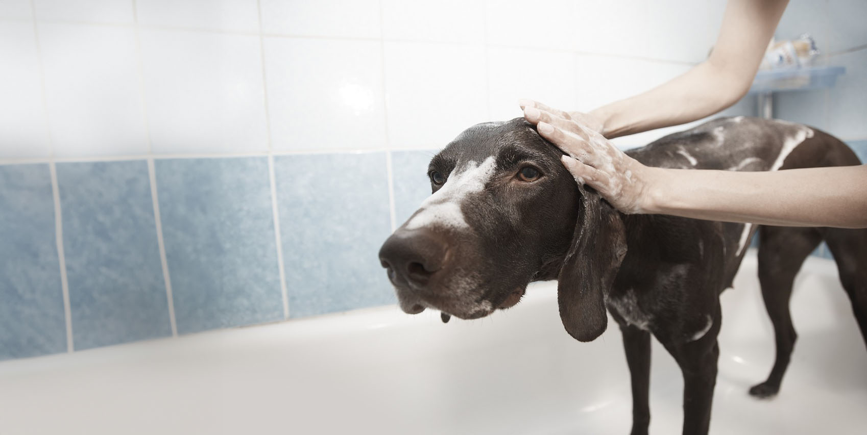 Hero image of dog bathing