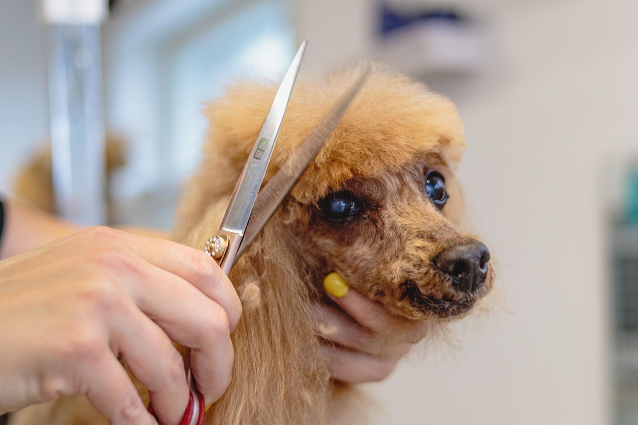 Poodle getting a haircut
