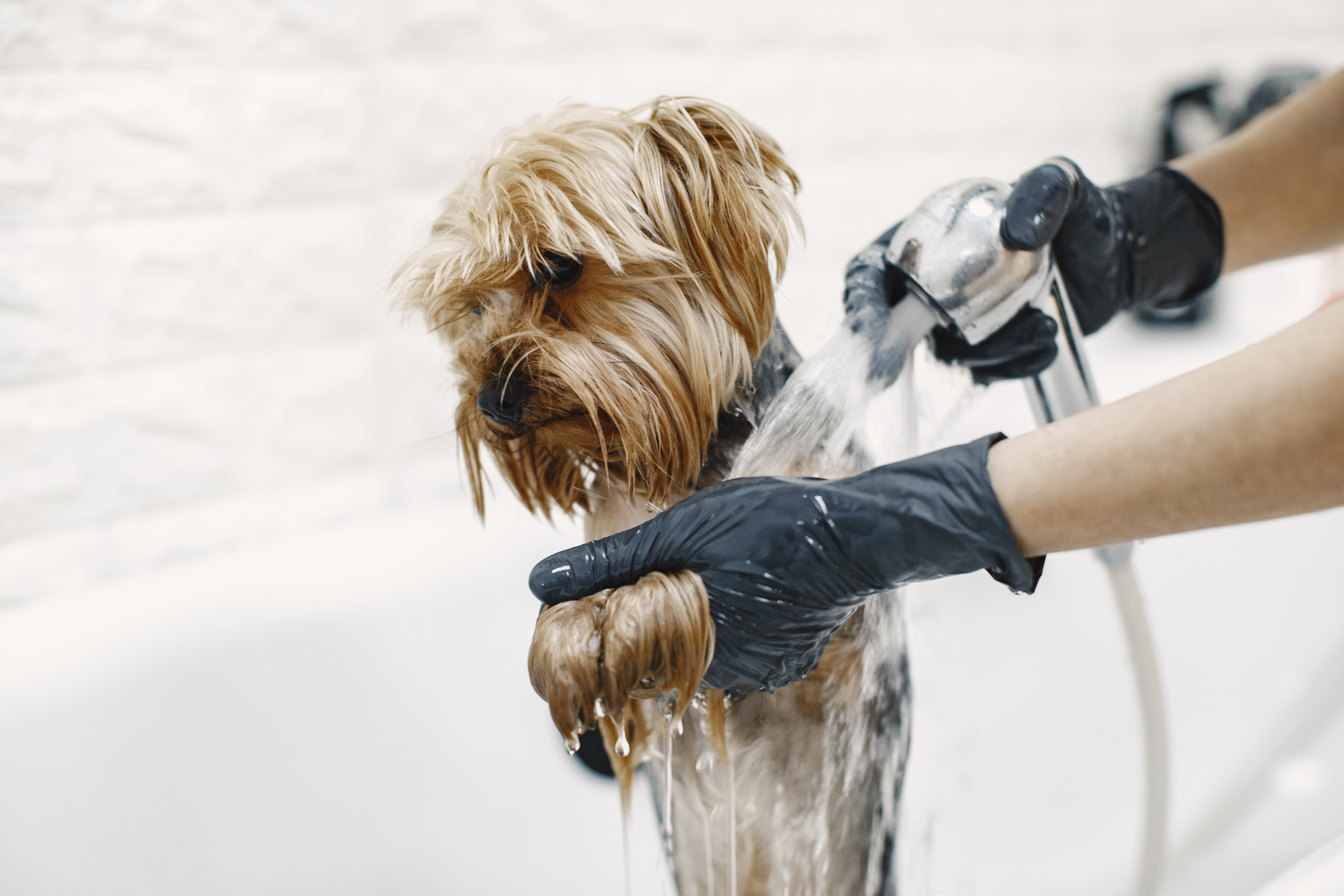 Dog getting a shower