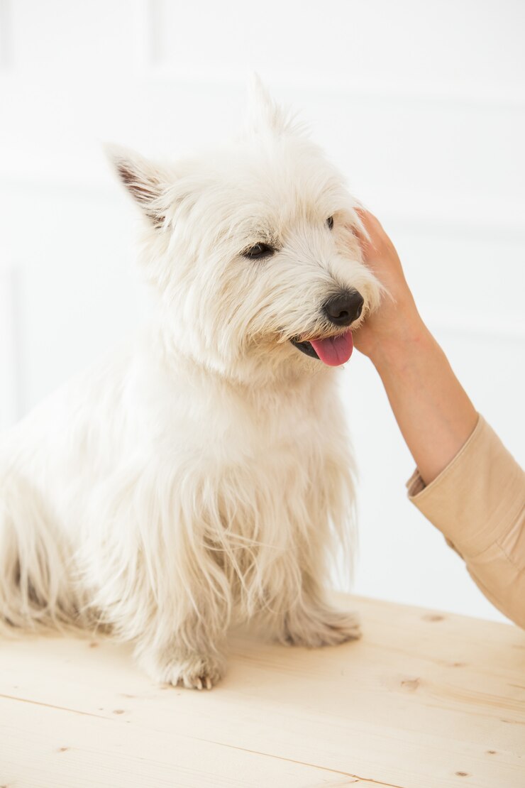 Small white dog